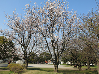 ⑦ふれあい広場 - 4