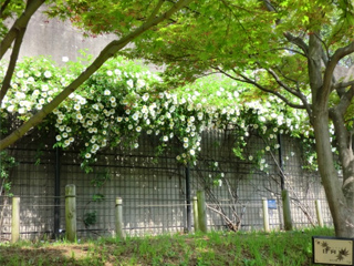 ②バラの小径 - 3