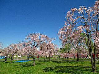⑤桜並木 - 1