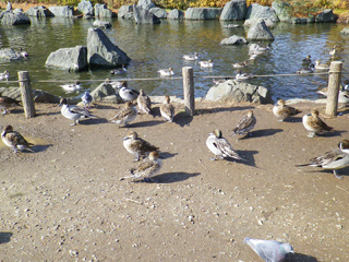 ⑨やざえもん橋 - 2